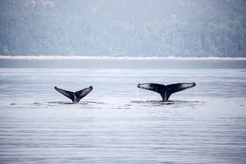 Whales feeding at Tadoussac, Quebec